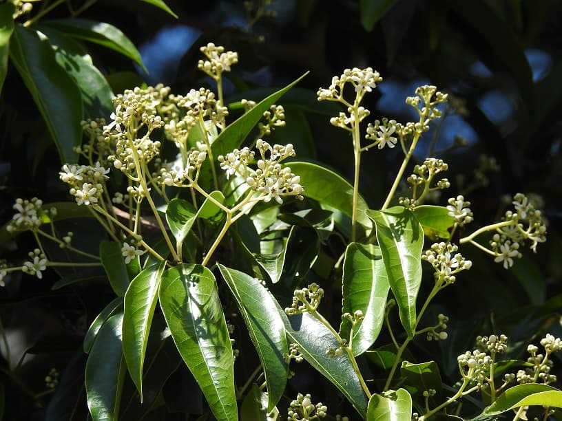Ocotea Coriacea - thumbnail 2