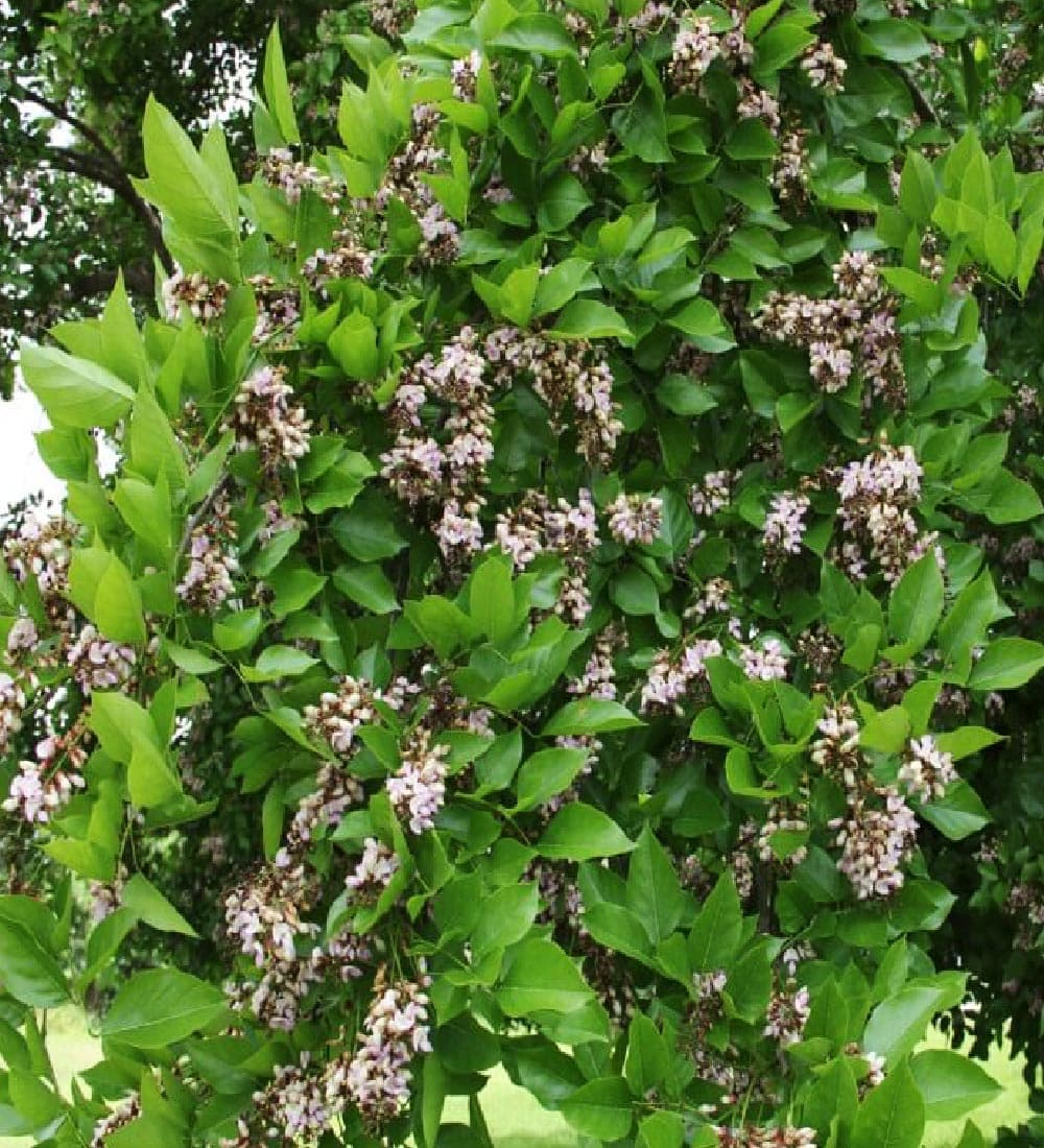 Pongamia Pinnata - thumbnail 3