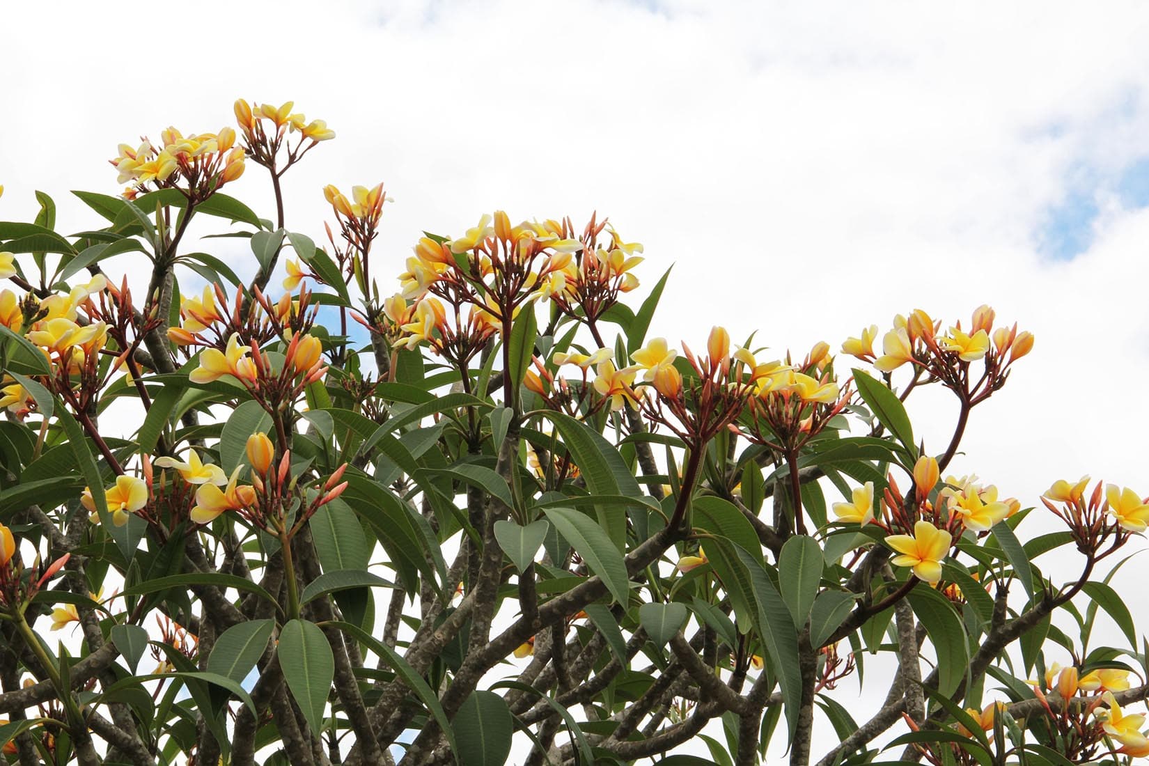 Plumeria - thumbnail 4