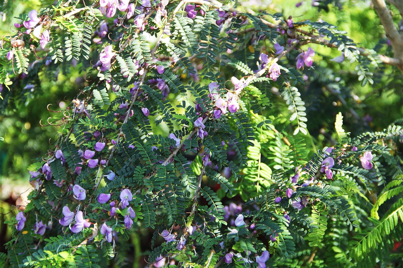 Poitea Florida (Wattapama) - thumbnail 3