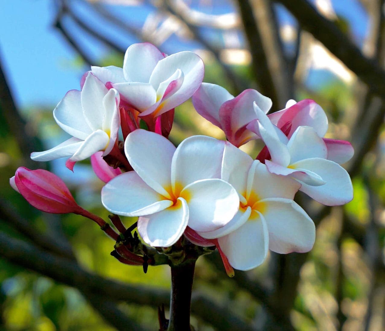 Plumeria - thumbnail 2