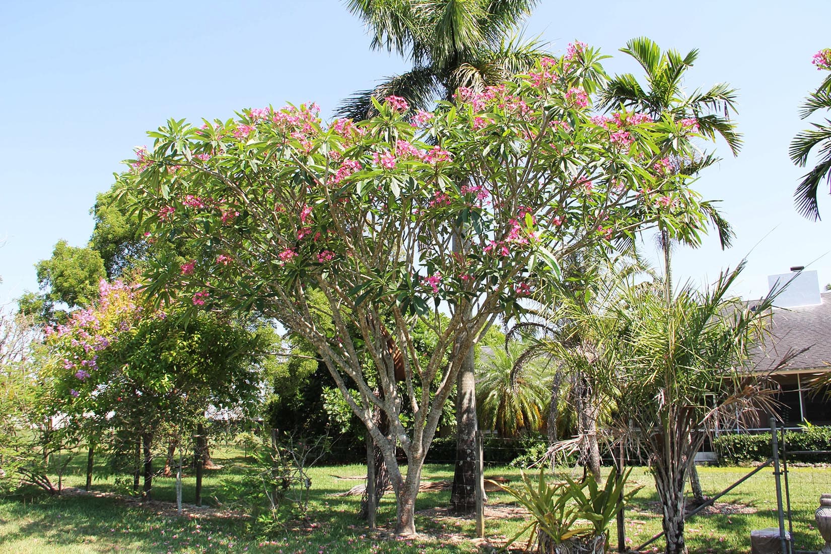 Plumeria - thumbnail 8