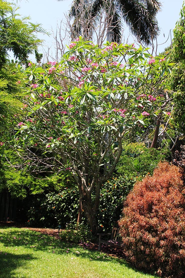 Plumeria - thumbnail 5