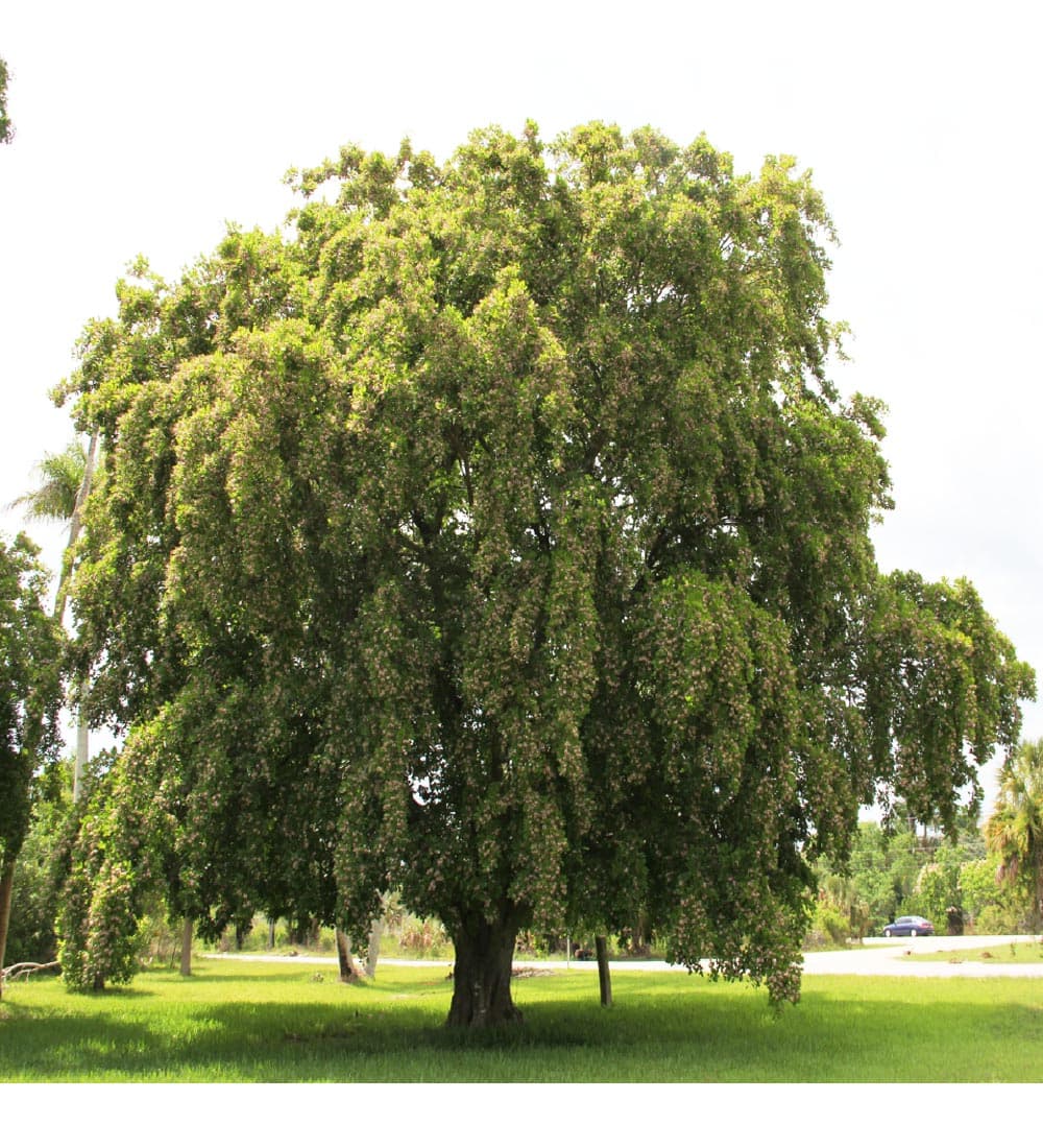 Pongamia Pinnata - thumbnail 4