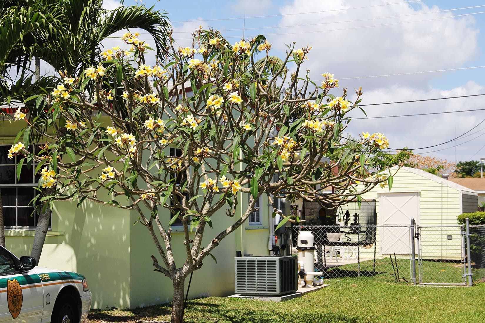 Plumeria - thumbnail 7