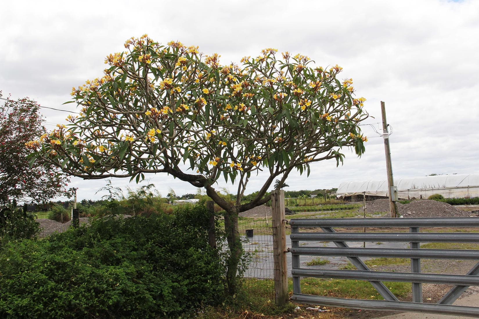 Plumeria - thumbnail 6