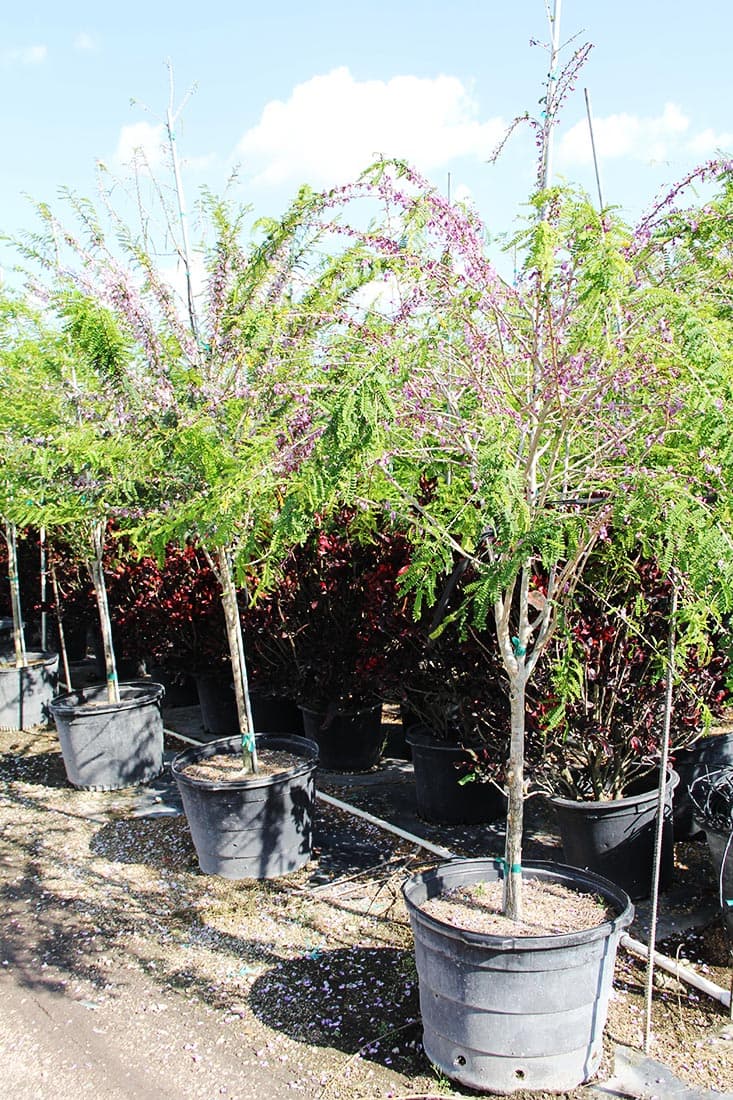 Poitea Florida (Wattapama) - thumbnail 2