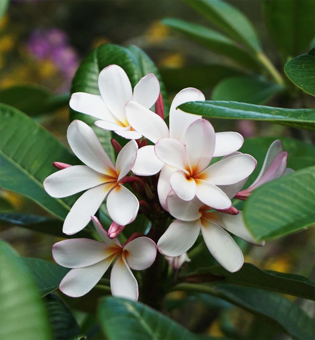 Plumeria - thumbnail 3