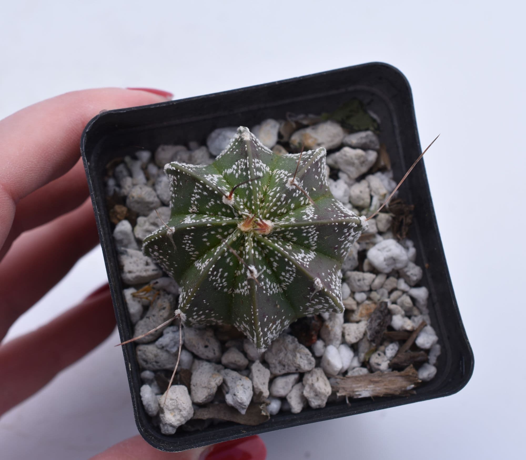 Astrophytum capricorne - thumbnail 7