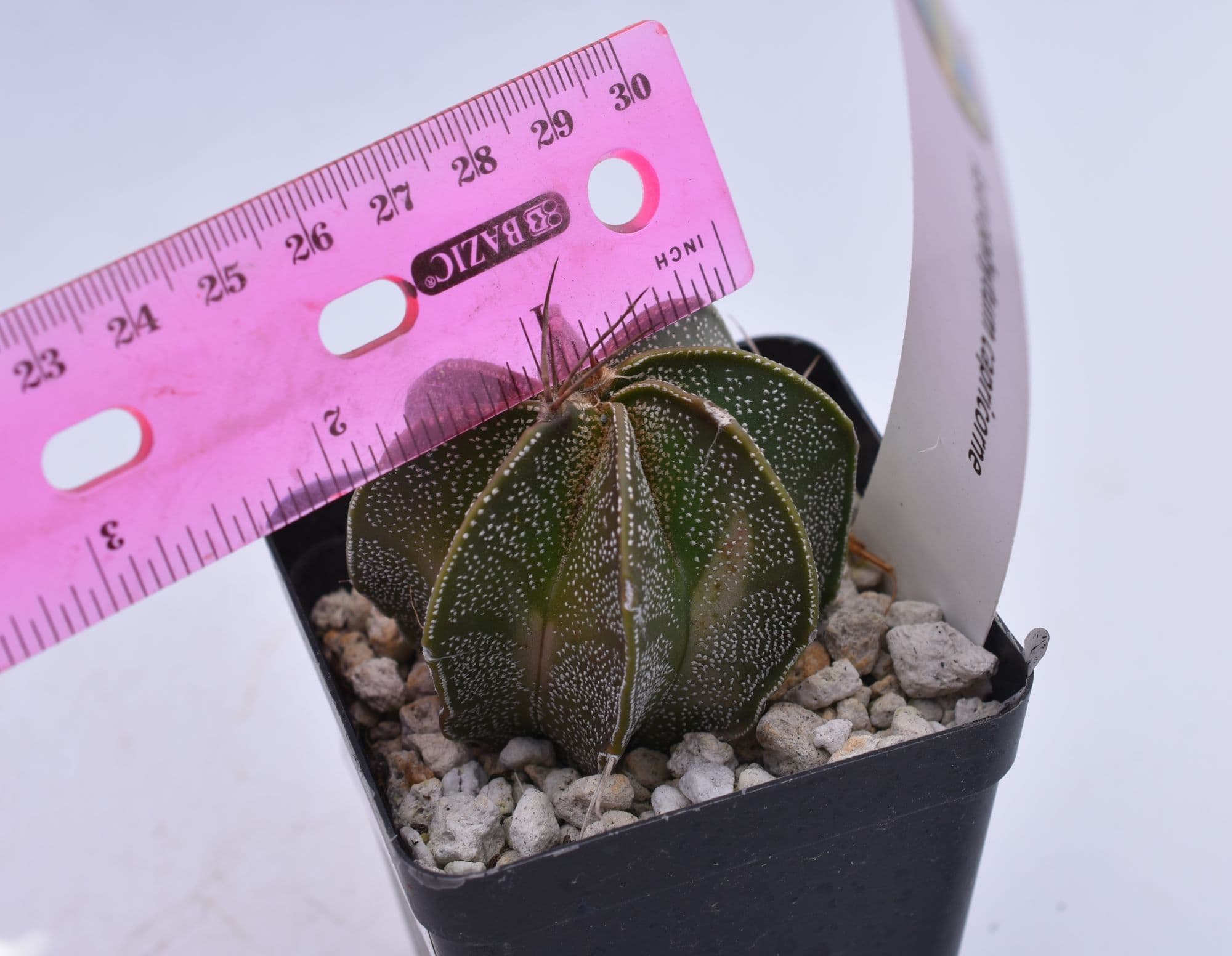 Astrophytum capricorne - thumbnail 6