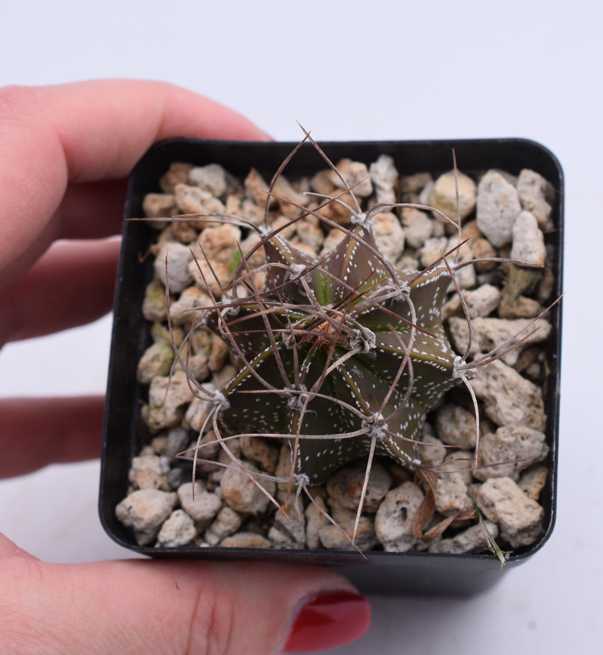 Astrophytum capricorne - thumbnail 4