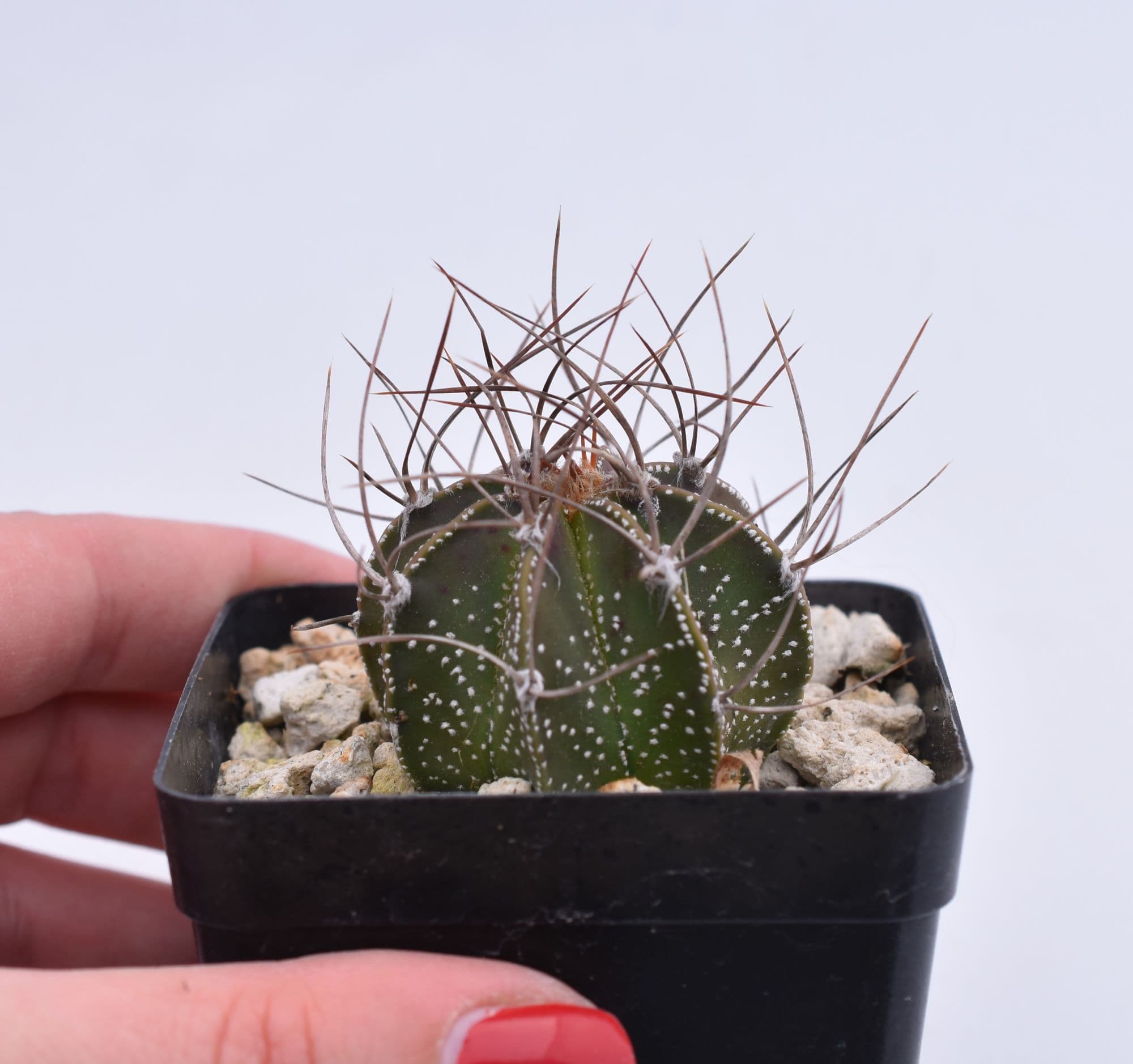 Astrophytum capricorne - thumbnail 3