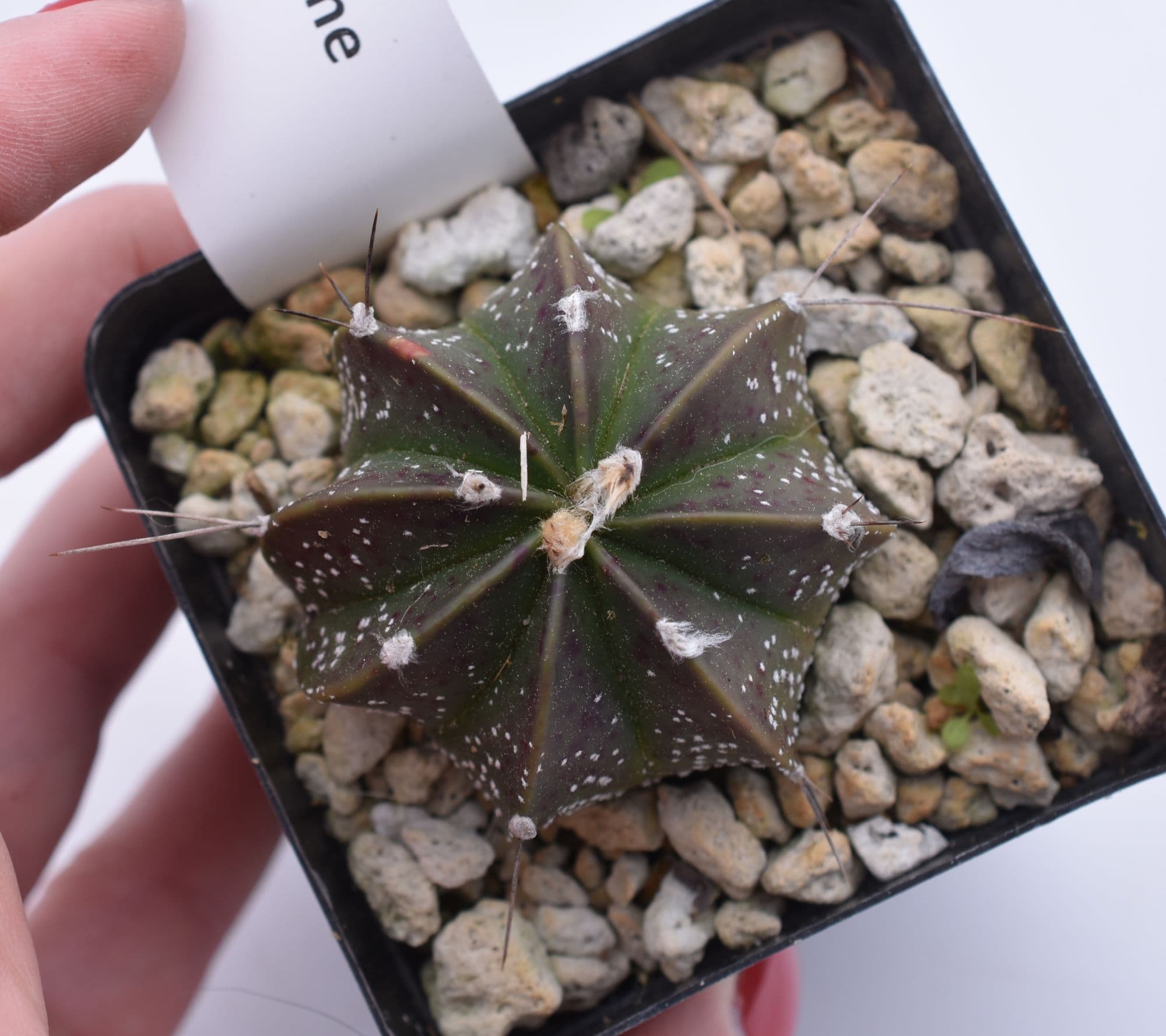 Astrophytum capricorne - thumbnail 2