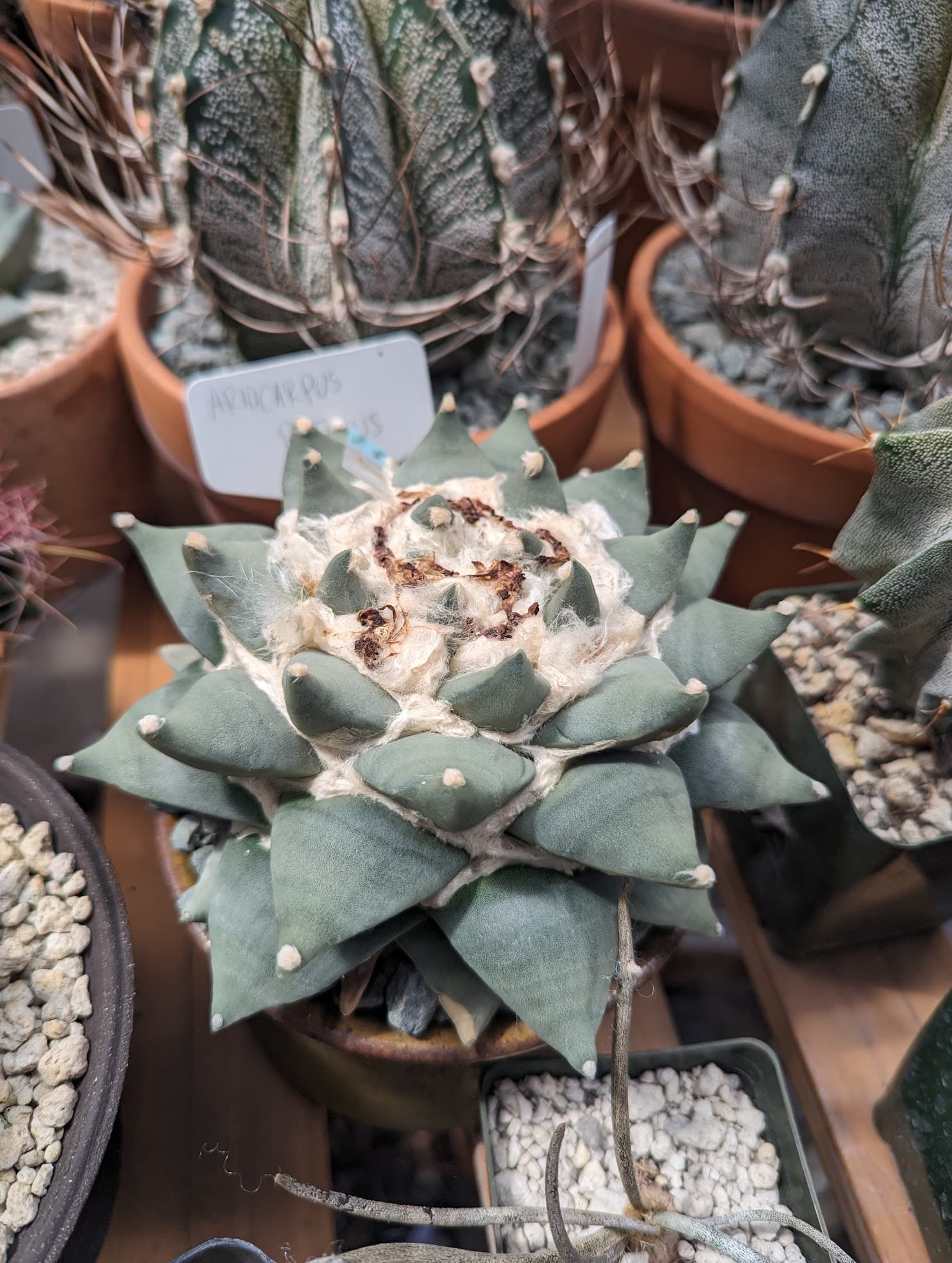 Ariocarpus retusus – Seeds