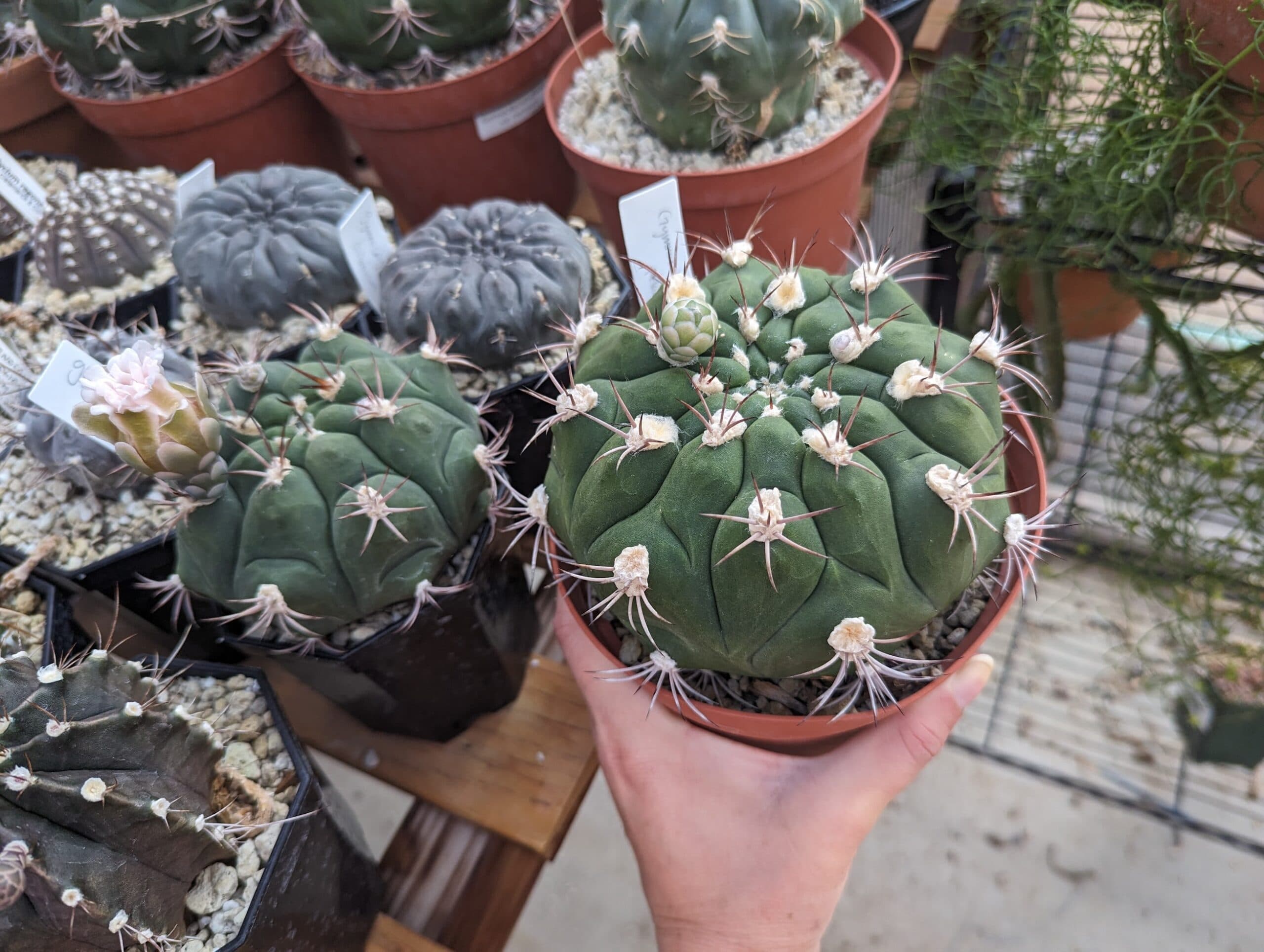 Gymnocalycium pflanzii