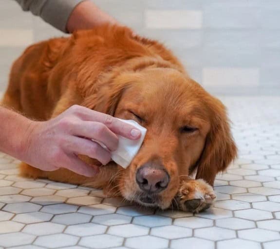 Four Paws® Healthy Promise® Eye Wipes for Dogs & Cats 35 Ct - thumbnail 7