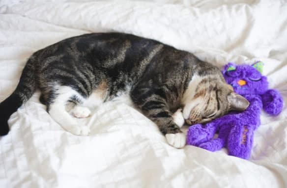 Purr Pillow Kitty Plush Cat Toy - thumbnail 7