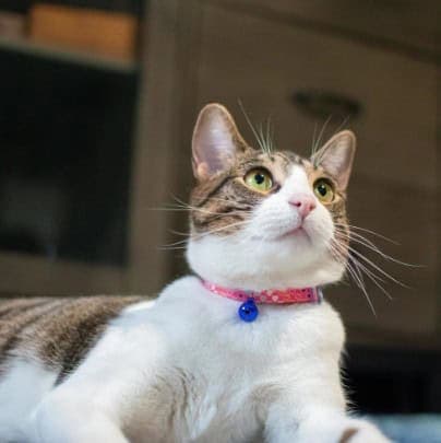 Safe Cat® Fashion Adjustable Breakaway Cat Collar – Pink Multi Hearts - thumbnail 2