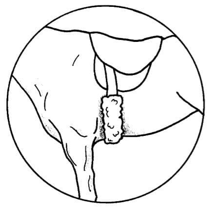 Girth Strap Cover Western 31.5″ x 6″ - thumbnail 2