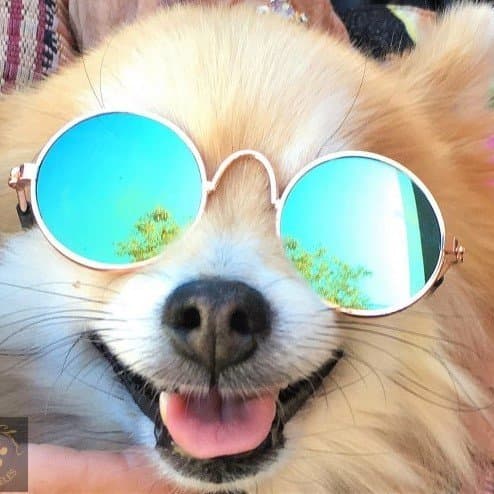 Round Sunglasses