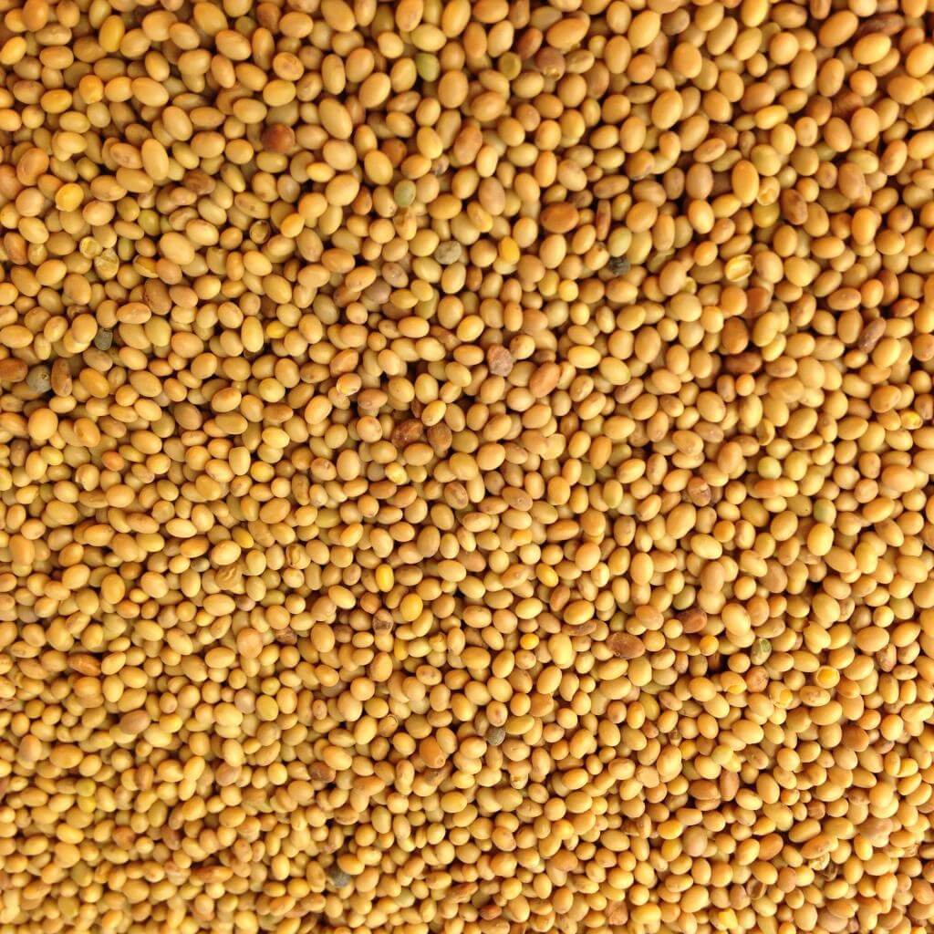 White Clover Seed Untreated 1 Pound for Perennial Cover Crop - thumbnail 2