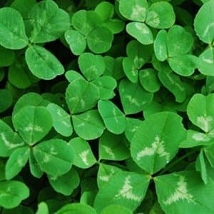 White Clover Seed Untreated 1 Pound for Perennial Cover Crop