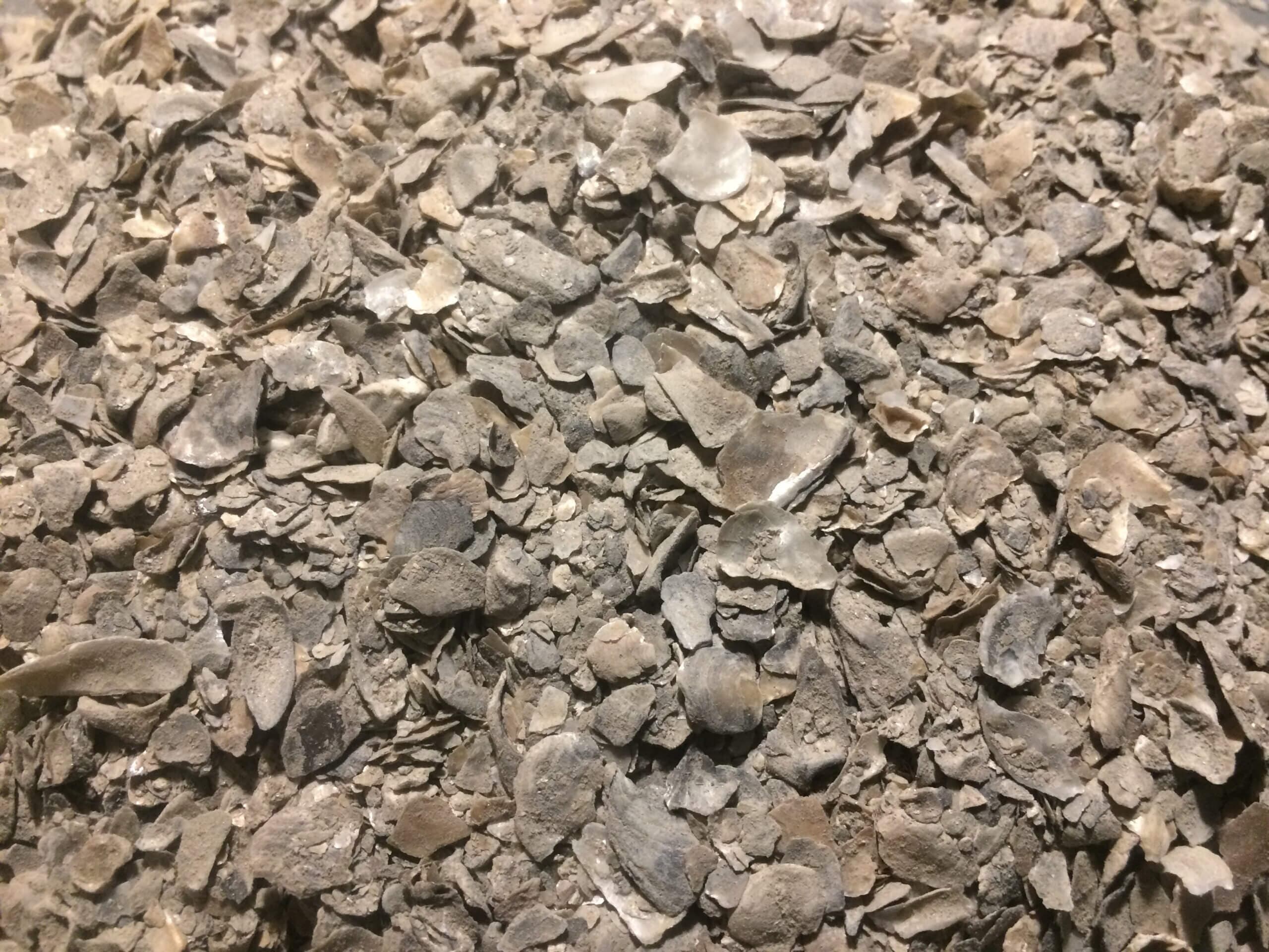 Oyster Shell Coarse Crushed Calcium Feed for Hens or to Deter Slugs Snails
