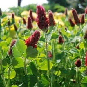 Crimson Clover Seed 1 Pound Untreated for Growing Cover Crop Beautiful Red