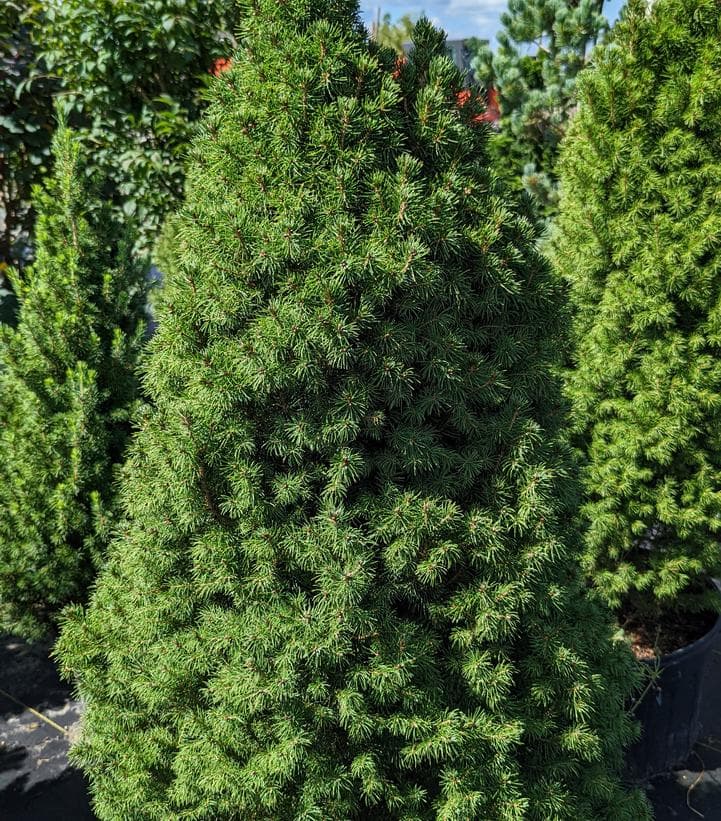 Picea Glauca `Conica`