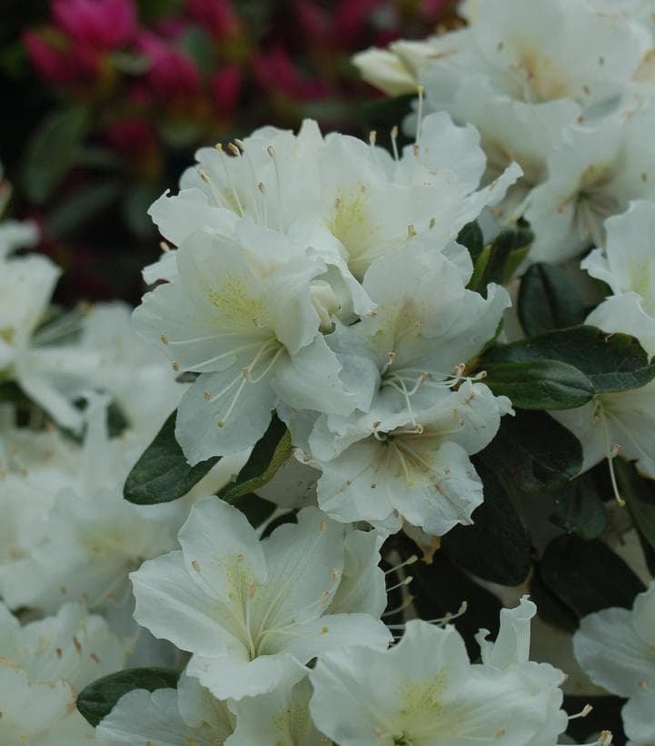 Azalea `Delaware Valley White`