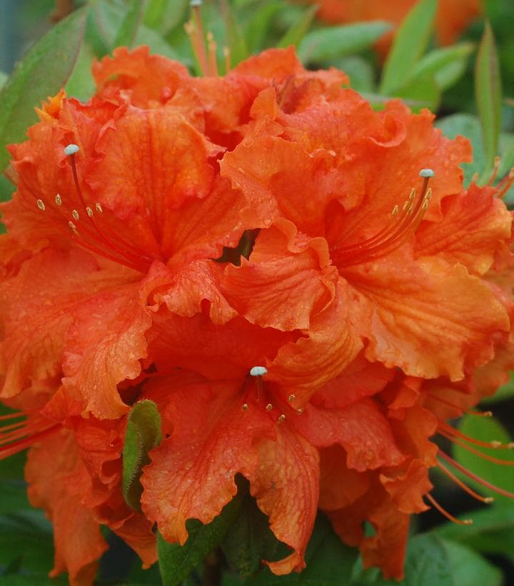 Azalea `Gibraltar`