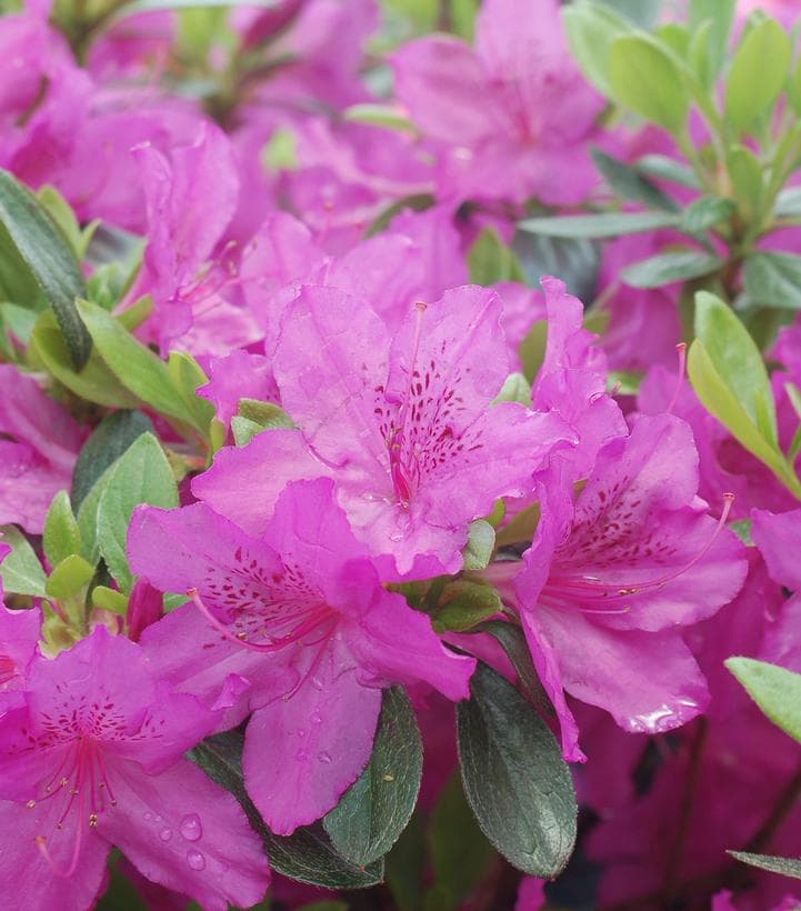 Azalea `Karen`