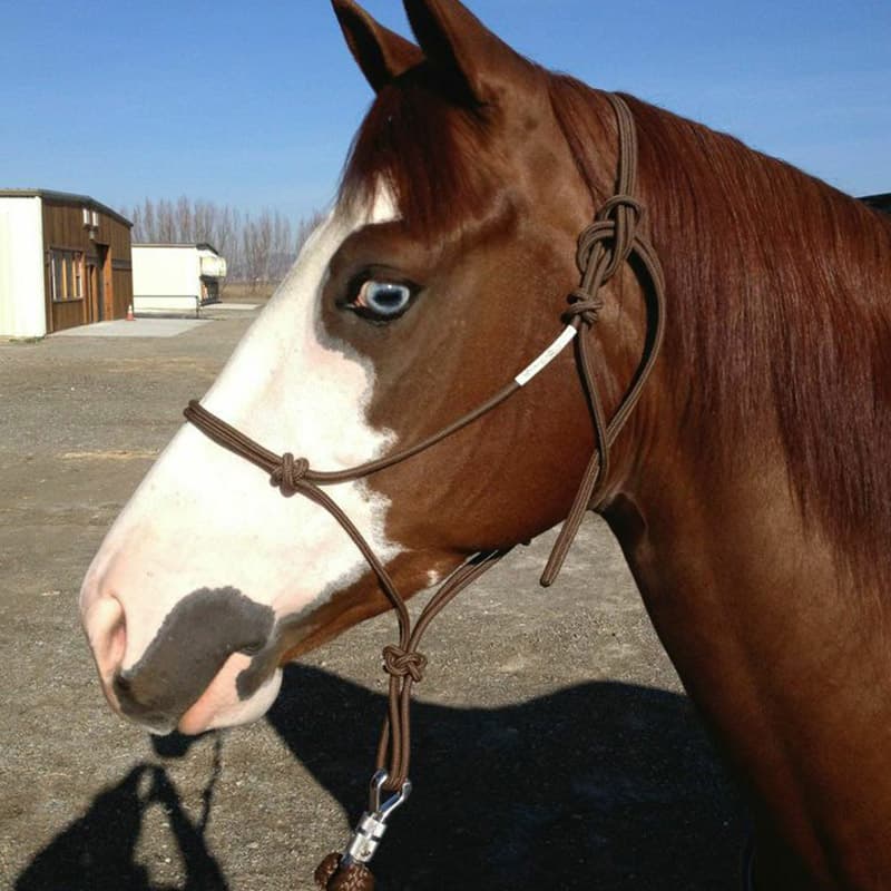 Halter/Leadrope (no clip)