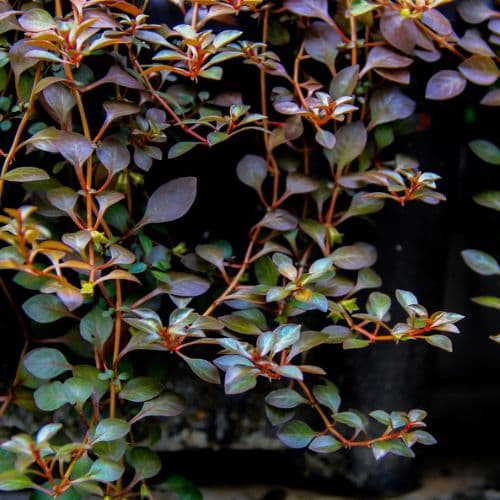 Ludwigia sp