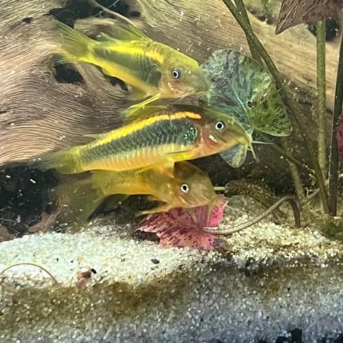 Gold Laser Cory