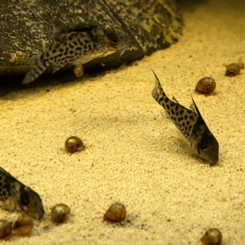 Spotfin Cory C12