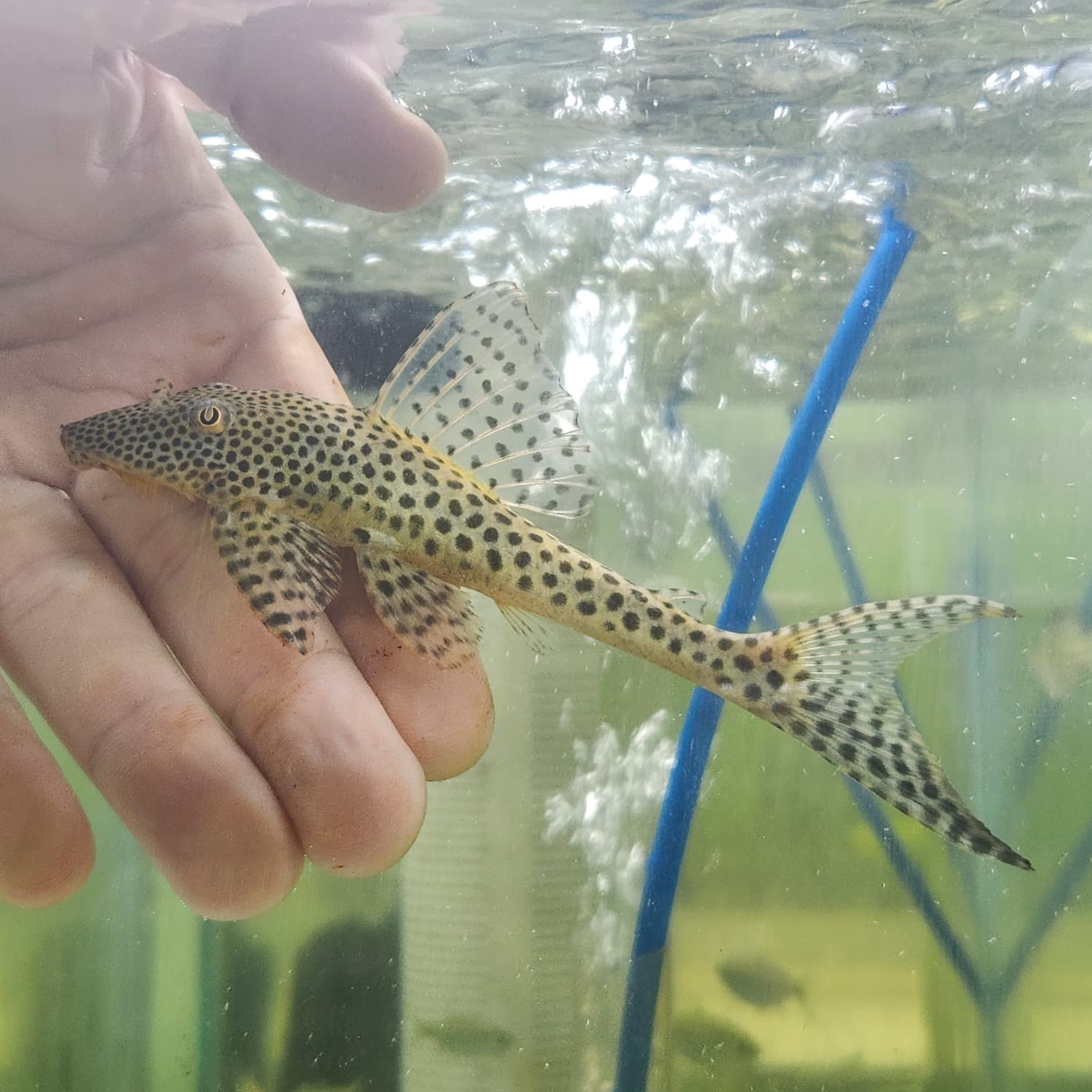 Hypostomus surinamensis