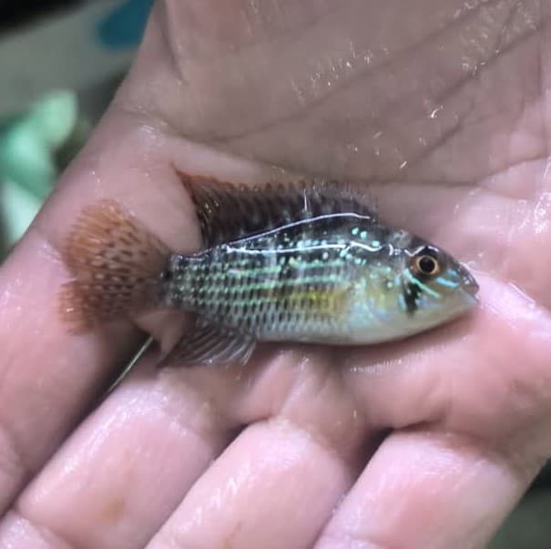 Andinoacara pulcher