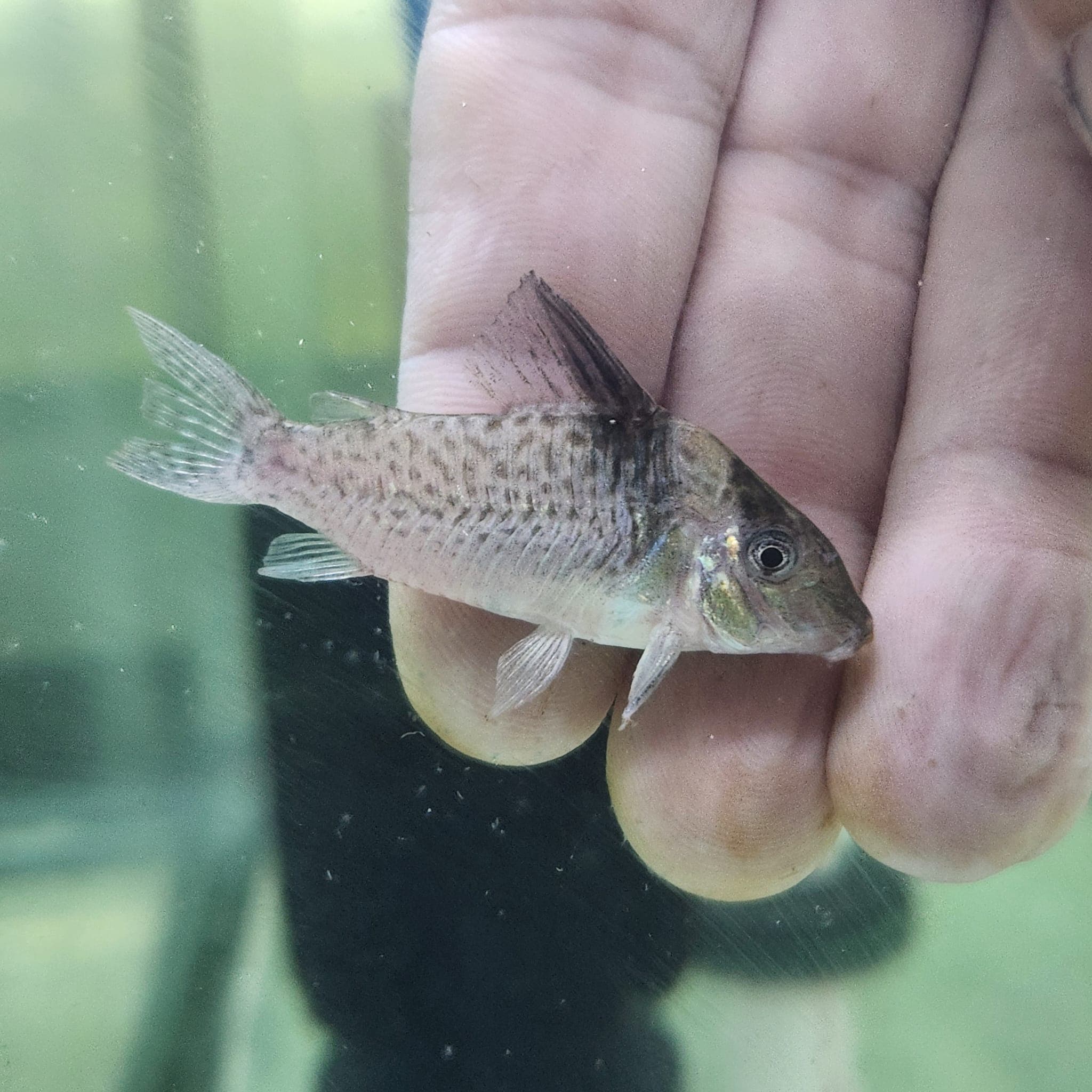 Corydoras delphax