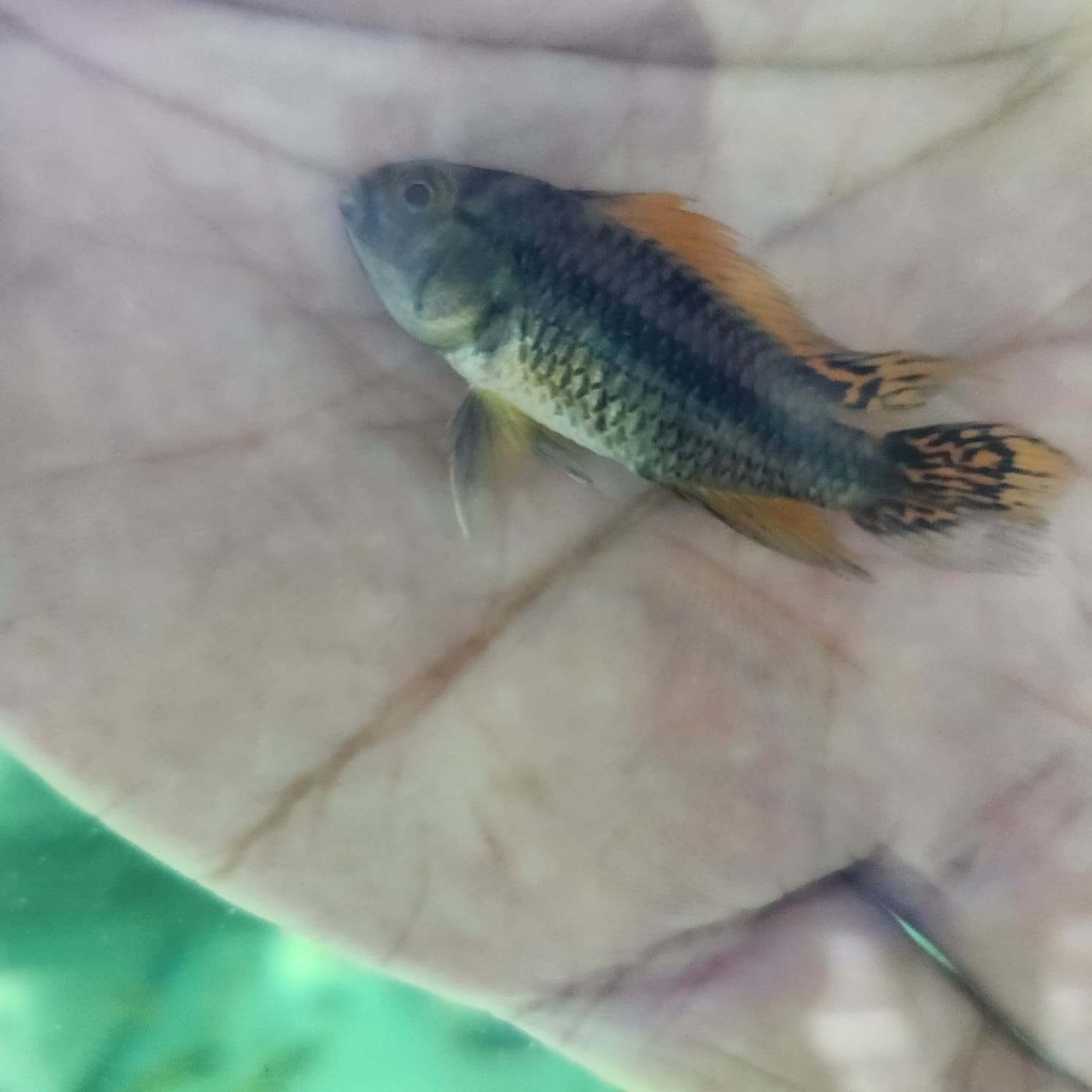 Apistogramma cacatuoides