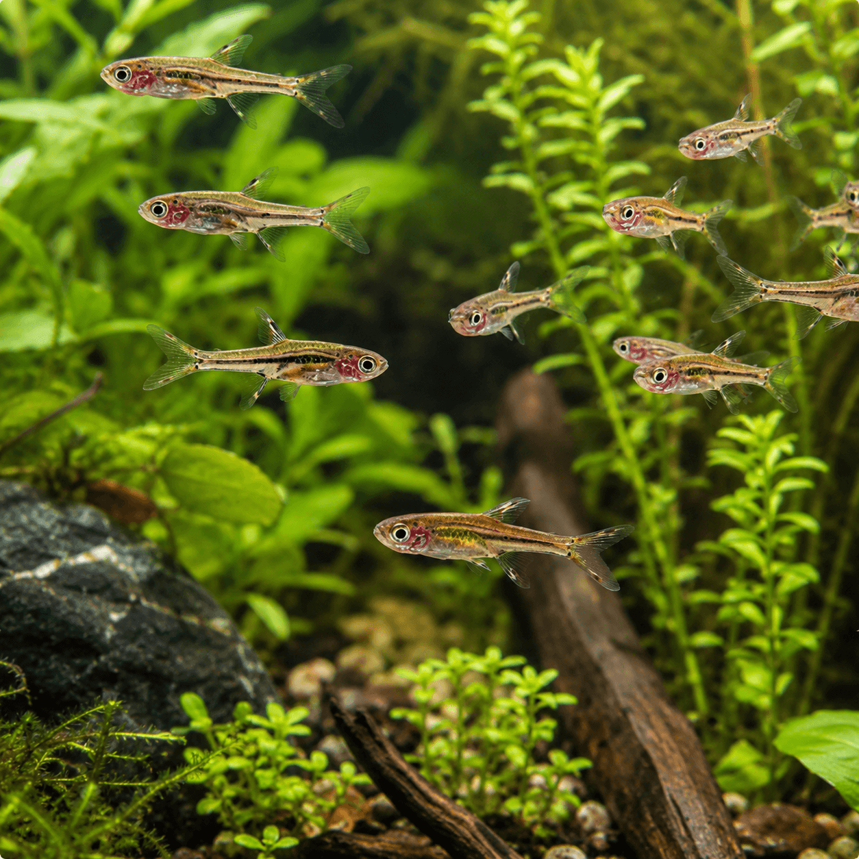 Chili Rasbora (Brigittae)