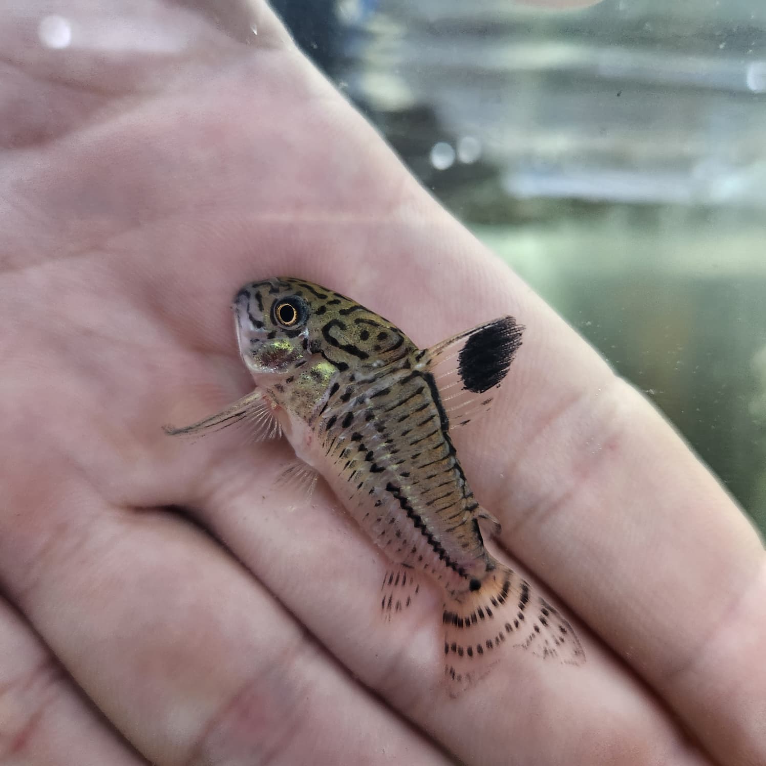 Corydoras julii