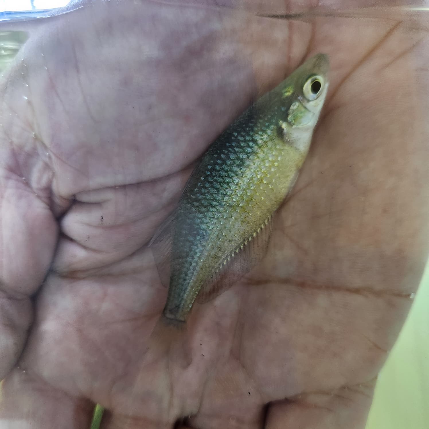 Emerald Rainbow