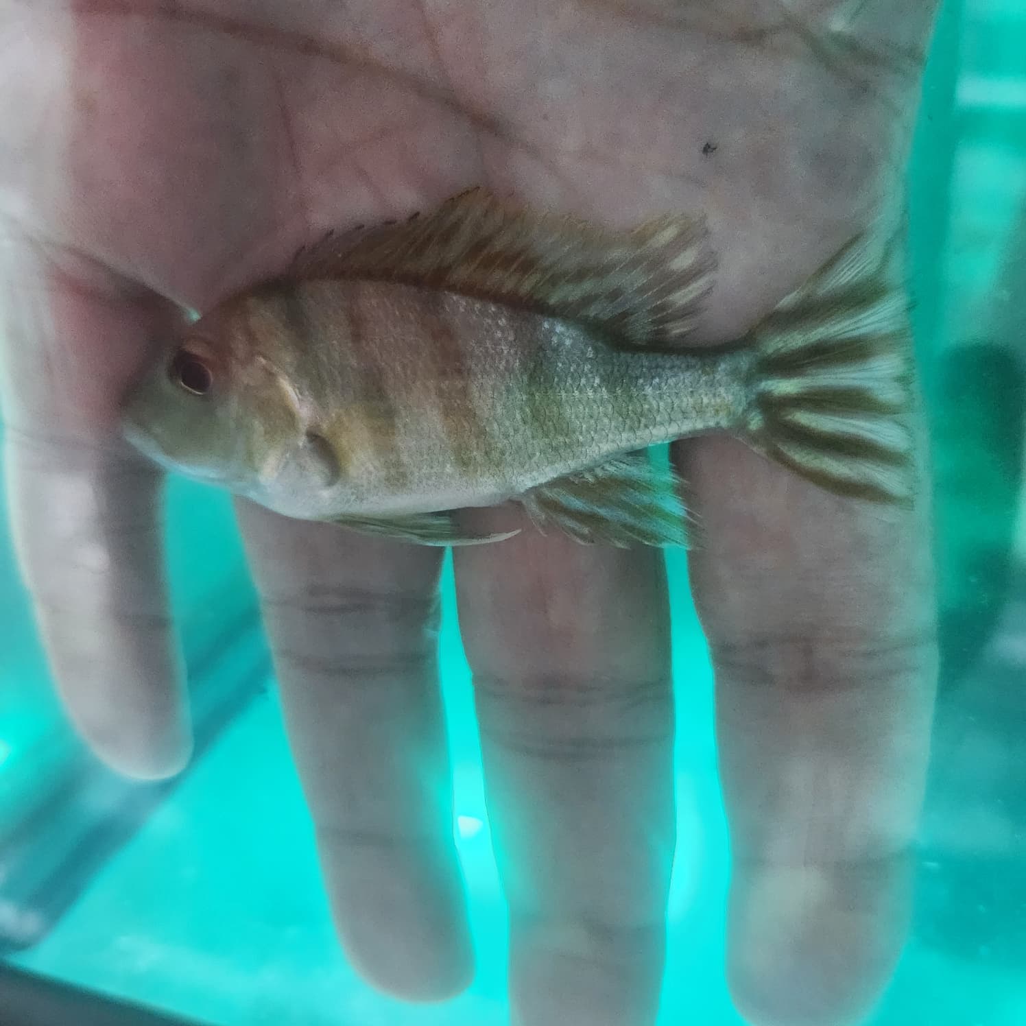 Geophagus Red Head Tapajos