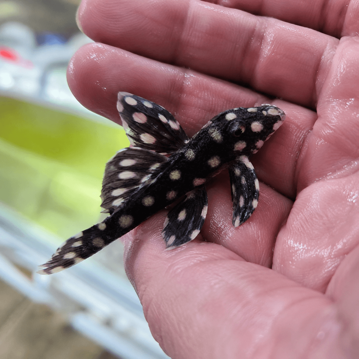 L471 Mini Snowball Pleco (Hypancistrus sp.)