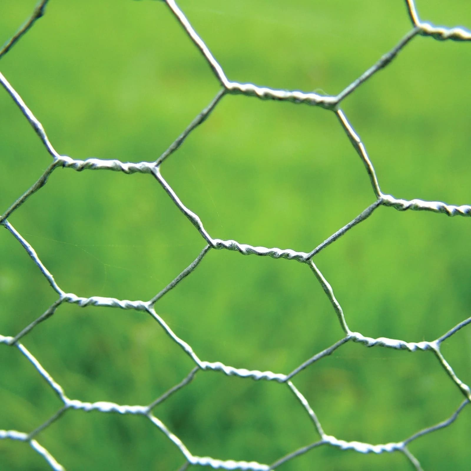 Chicken Wire - thumbnail 5
