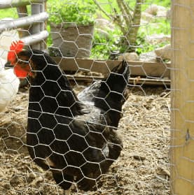 Chicken Wire - thumbnail 4