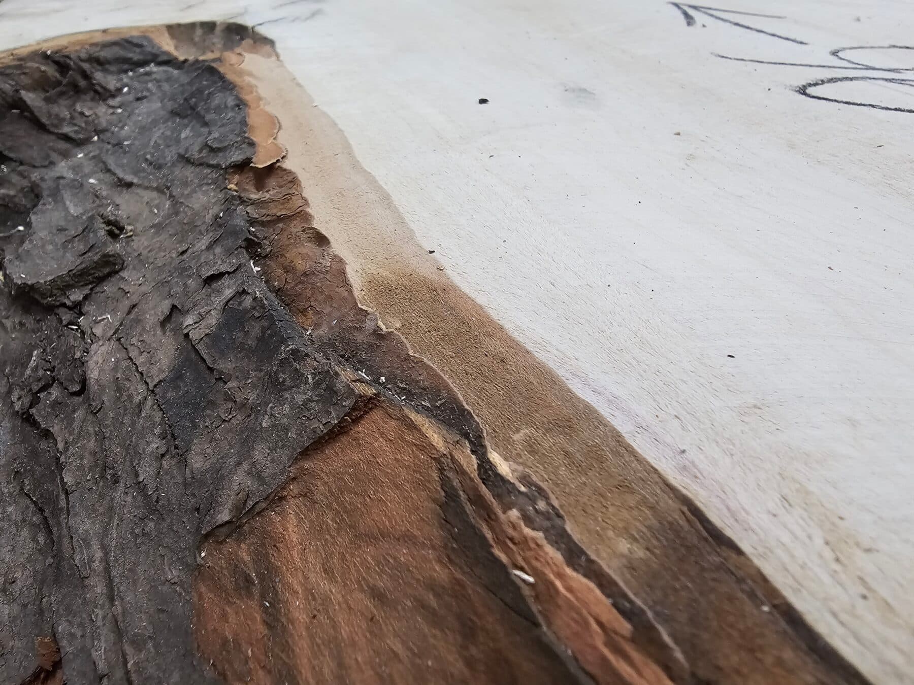 Silver Maple Natural Edge Slab #5-31-25-01 - thumbnail 4