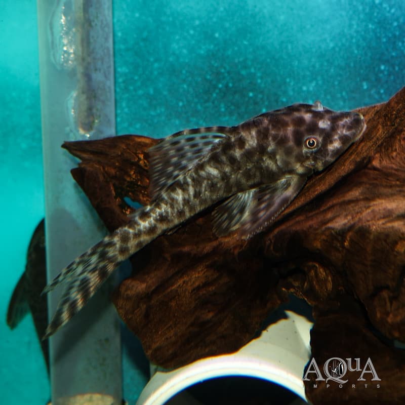 LDA030 Bola Pleco (Peckoltichthys bachi)