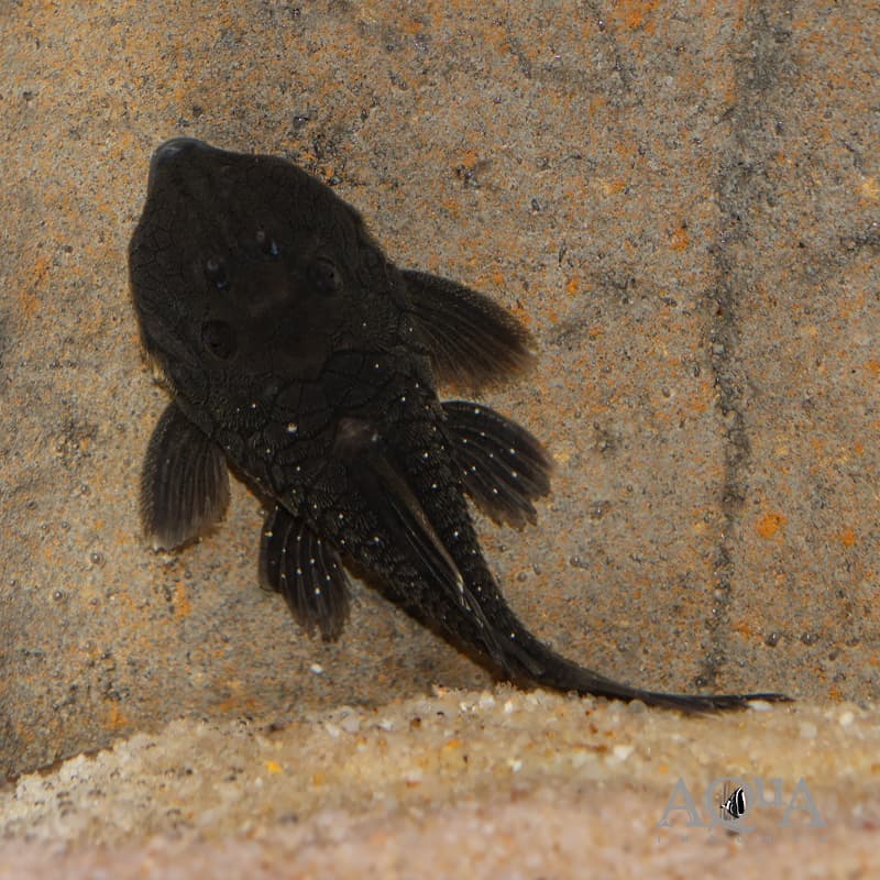 L332 Green Chubby Pleco (Parancistrus sp. L332)